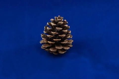 Pine cone isolated on blue background Foto stock