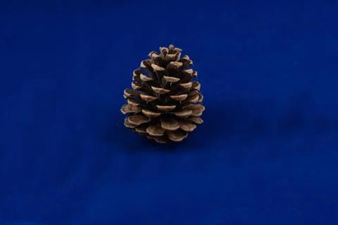 Pine cone isolated on blue background Stock Photos