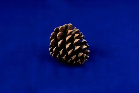 Pine cone isolated on blue background Stock Photos