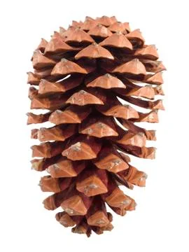 Pine cone isolated over white Stock Photos