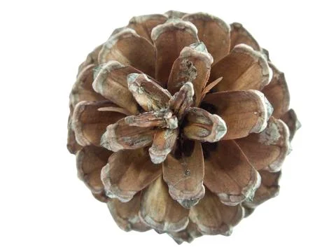 Pine cone isolated over white Stock Photos