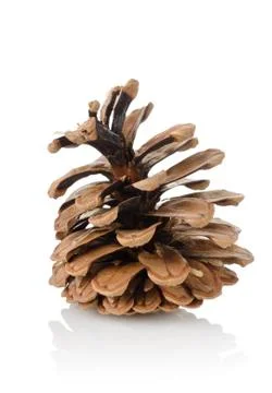 Pine cone isolated Stock Photos
