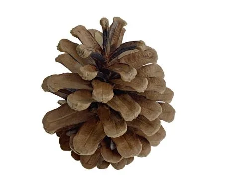 Pine cone isolated Stock Photos
