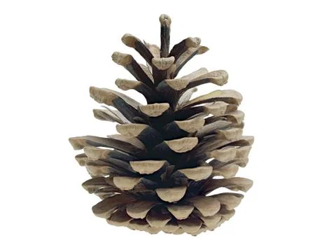 Pine cone isolated Stock Photos
