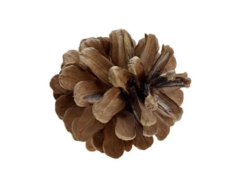 Pine cone isolated Stock Photos