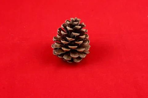 Pine cone isolated on red background Stock Photos