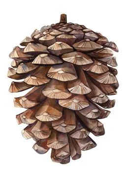 Pine cone on isolated white background, watercolor botanical illustration, Hand Stock Illustration