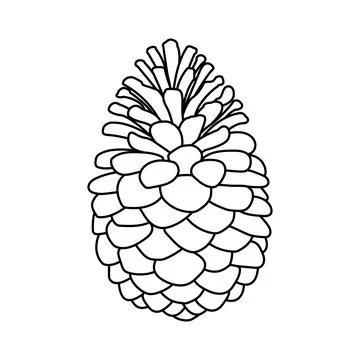 Pine cone isolated on white background. Black and white illustration. Vecto.. Stock Illustration