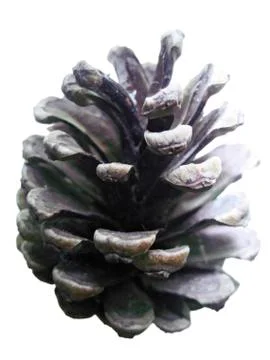 Pine cone isolated on the white background Stock Photos