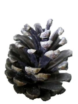 Pine cone isolated on the white background Stock Photos