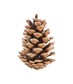 Pine cone isolated on white background Stock Photos