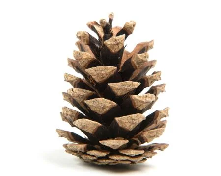 Pine cone isolated on a white background Stock Photos