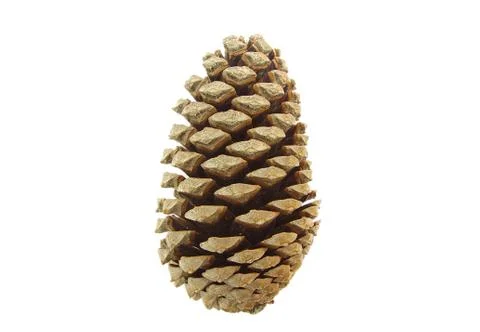 Pine cone isolated on white background Stock Photos