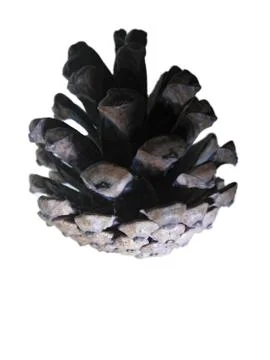 Pine cone isolated on the white background Stock Photos