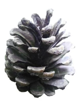 Pine cone isolated on the white background Foto stock