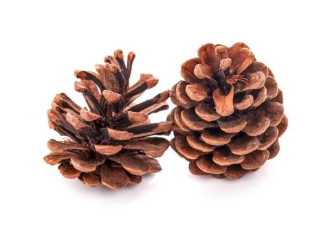 Pine cone isolated on white background Stock Photos