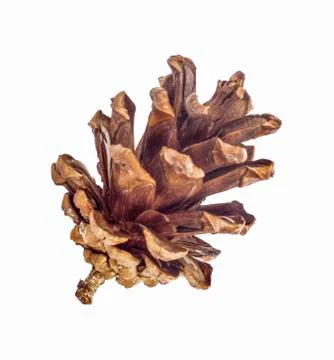 Pine cone isolated on white background Stock Photos