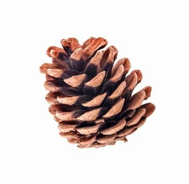 Pine cone isolated on white background Foto stock