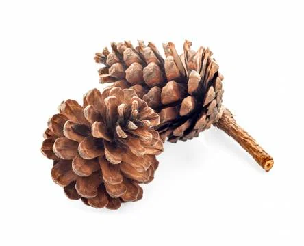 Pine cone isolated on white background 스톡 사진