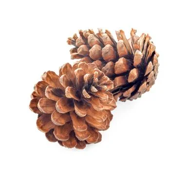 Pine cone isolated on white background Stock Photos