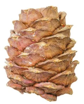 Pine cone isolated on white background Stock Photos