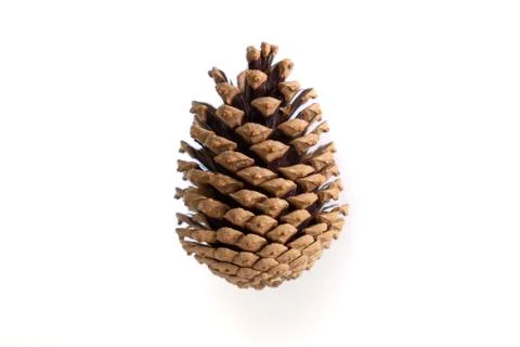 Pine cone isolated on a white background Stock Photos
