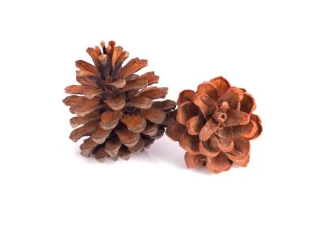 Pine cone Isolated on white background. Stock Photos