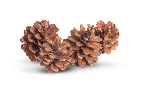 Pine cone an Isolated on white background 스톡 사진