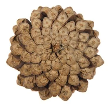 Pine cone isolated on white background. Stock Photos