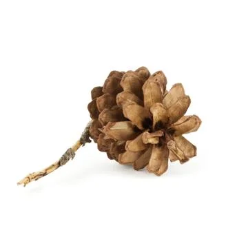 Pine cone isolated on white background Stock Photos