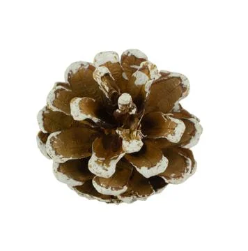 Pine cone isolated on white background. Top view Stock Photos