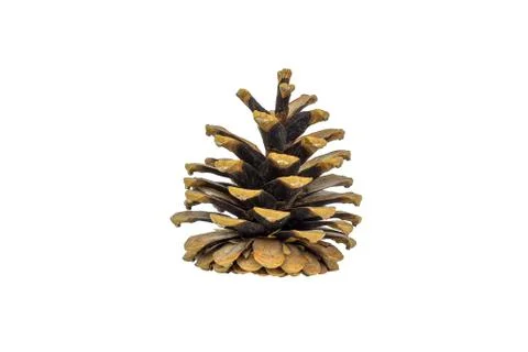 The pine cone is isolated on a white background, the view from the side. Stock Photos