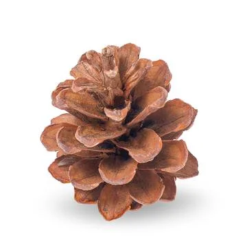 Pine cone isolated on white background Stock-Fotos