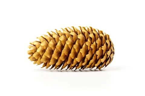 Pine cone isolated on white background. Stock Photos
