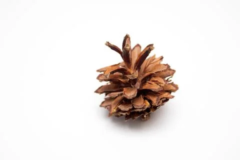 Pine cone isolated on white background Foto stock