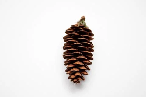 Pine cone isolated on white background Fotos de archivo