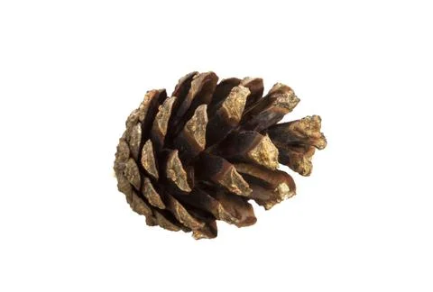 Pine cone isolated on a white background. Christmas decoration element Stock Photos