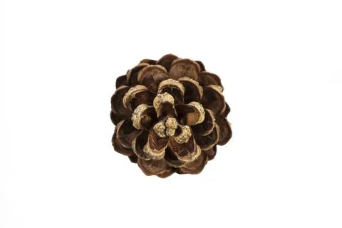 Pine cone isolated on a white background. Christmas decoration element Stock Photos