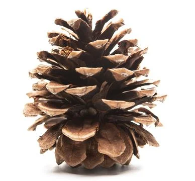 Pine cone isolated on a white background. Christmas and Holiday season in Win Foto stock