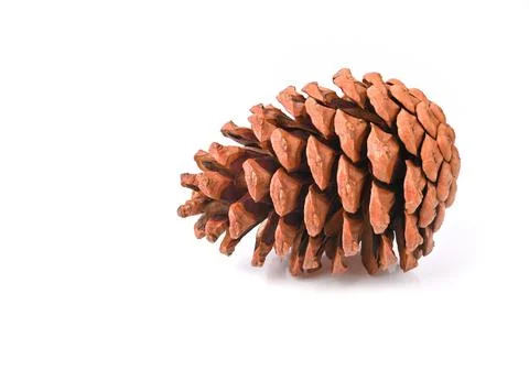 Pine cone isolated on white background Stock Photos