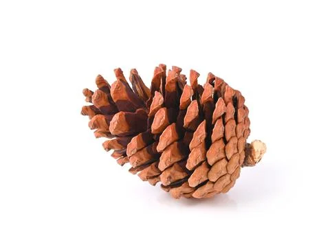Pine cone isolated on white background Foto stock