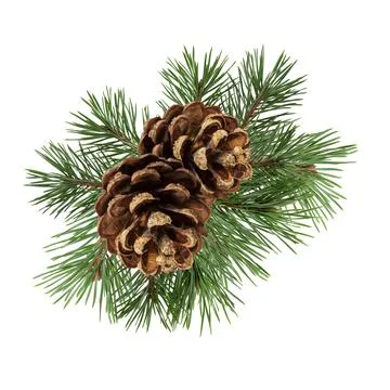 Pine cone isolated on a white background. Christmas decoration element Stock Photos