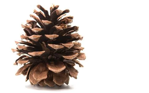 Pine cone isolated on a white background. Christmas and Holiday season in Win Stock Photos