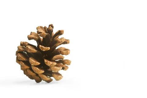 Pine cone isolated on a white background Stock Photos