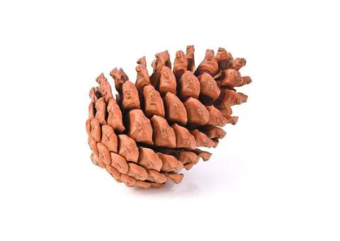 Pine cone isolated on white background Stock Photos