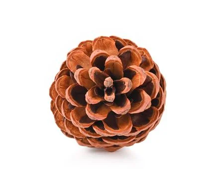 Pine cone isolated on white background Stock-Fotos