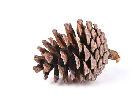 Pine cone isolated on white background Stock Photos
