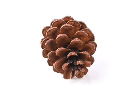 Pine cone isolated on white background Stock Photos