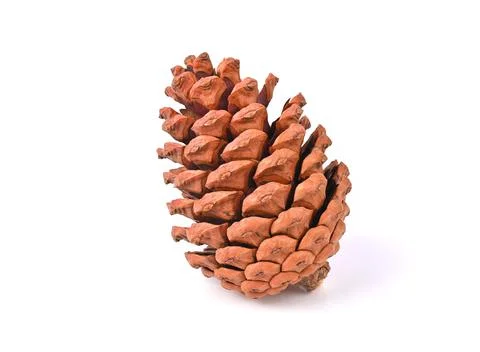 Pine cone isolated on white background Stock Photos