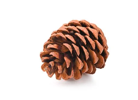 Pine cone isolated on white background Stock Photos